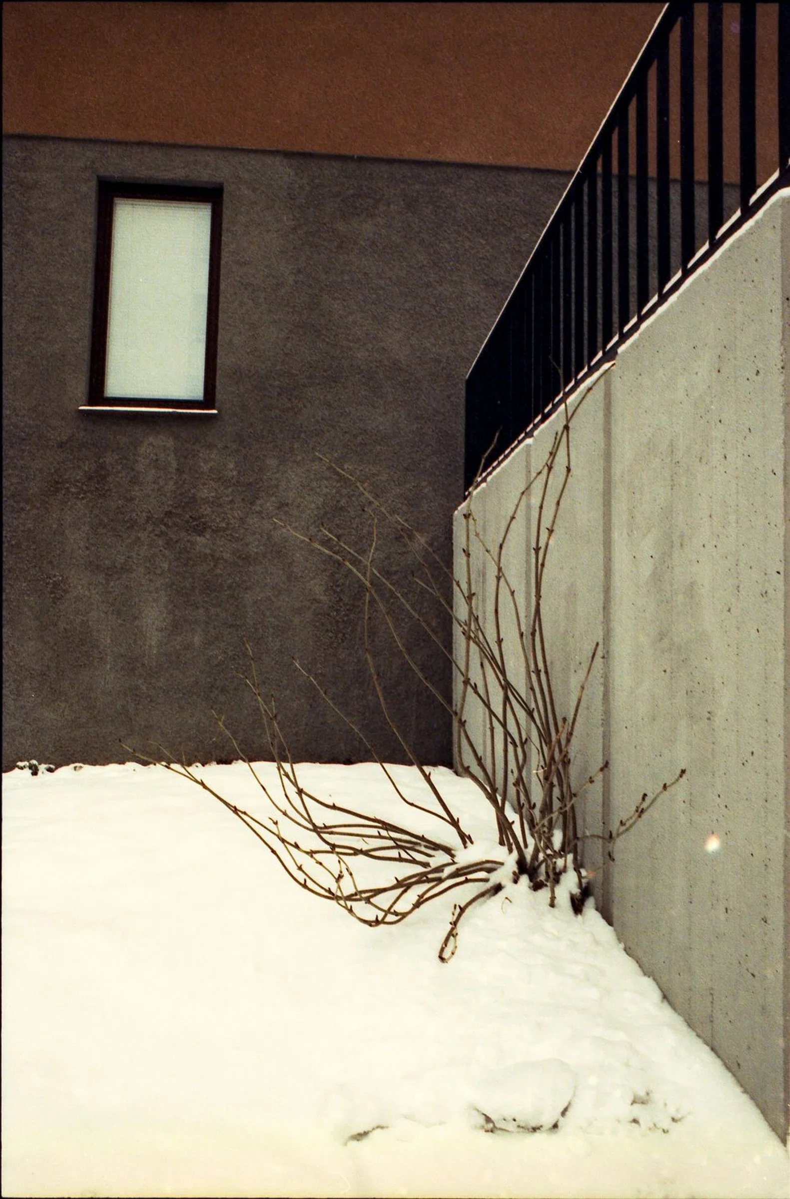 A vertical colour photograph of a snow-covered corner between a dark building wall and a pale concrete wall topped with black railings. A leafless shrub grows beside the concrete, its thin branches extending across the snow beneath a small, high window.
