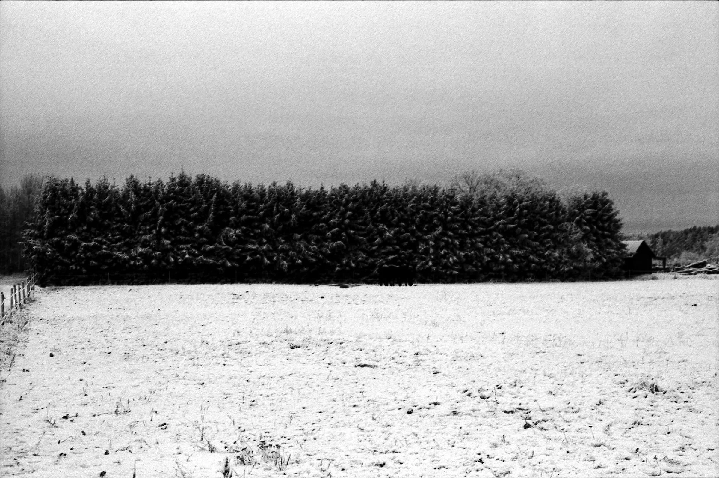 A black-and-white photograph of a snow-covered field bordered by a dense line of dark conifer trees. A small wooden building stands at the far right beneath a pale, overcast sky.