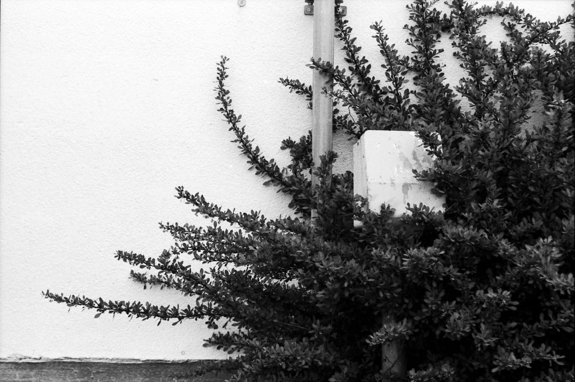 A black-and-white photograph of a dense shrub growing against a plain white wall. Thin branches extend across the empty wall on the left, while a small white structure is partly concealed among the leaves on the right.