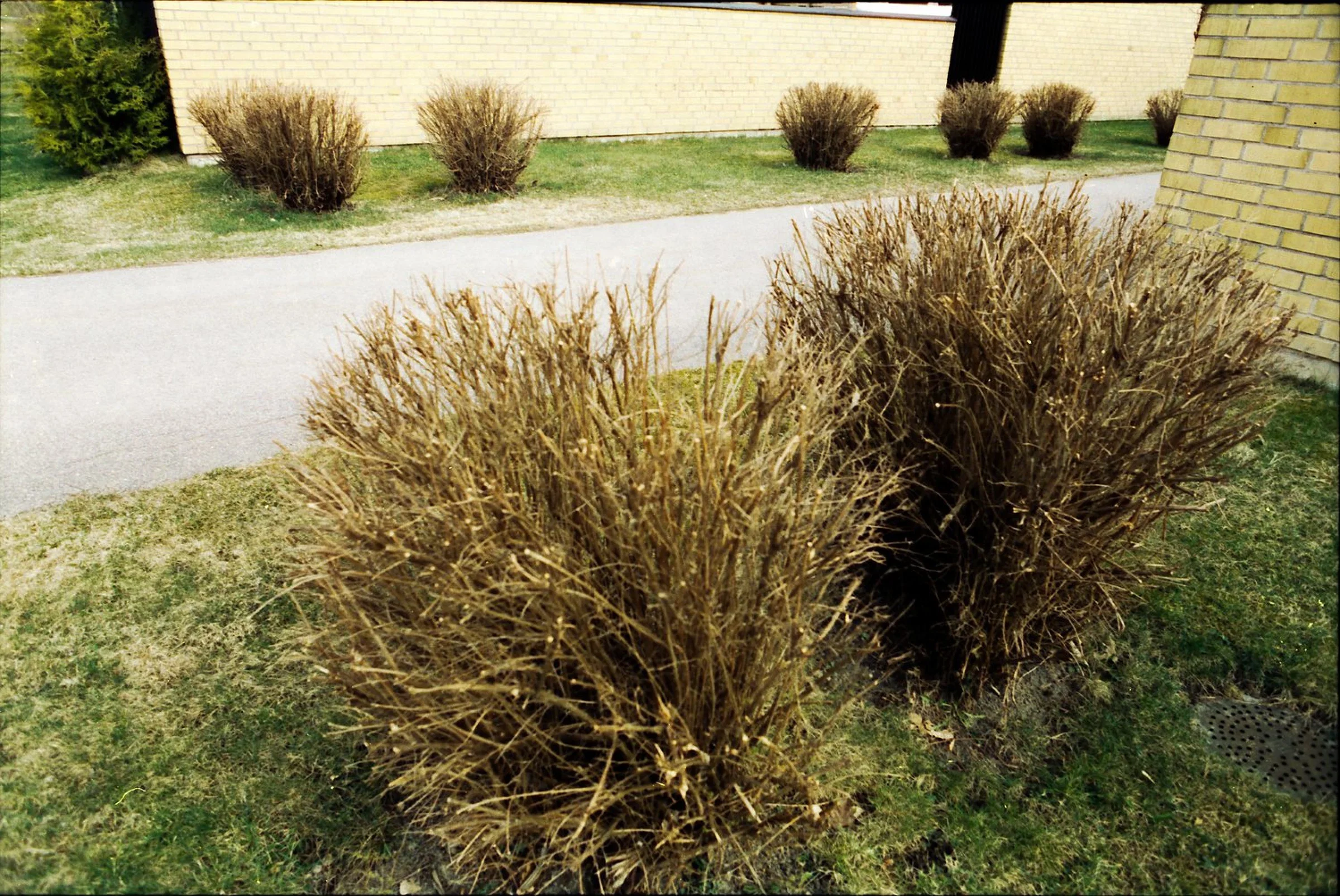 Two large, leafless, closely trimmed shrubs fill the foreground beside a paved path. Smaller shrubs of similar shape are spaced along the grass in front of pale yellow brick buildings.