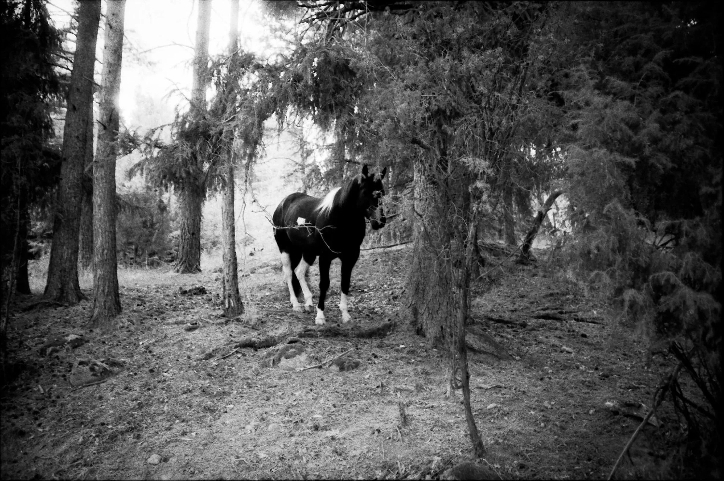 A black-and-white photograph of a dark horse with white markings standing among tall conifer trees. The horse faces the camera, partly framed by tree trunks and low-hanging branches, with a pale clearing visible behind it.