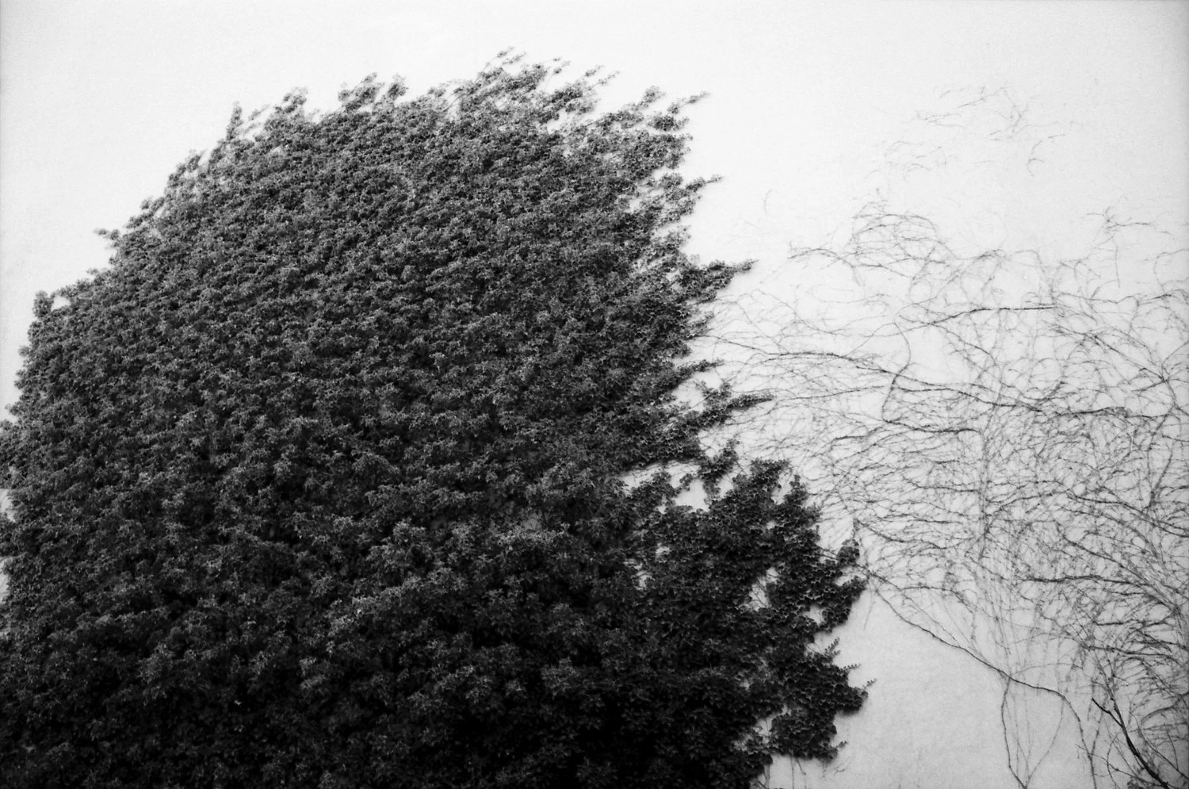 A black-and-white photograph of a pale wall covered by contrasting climbing plants. Dense, dark foliage spreads across the left side, while thin, leafless branches form a delicate network on the right.