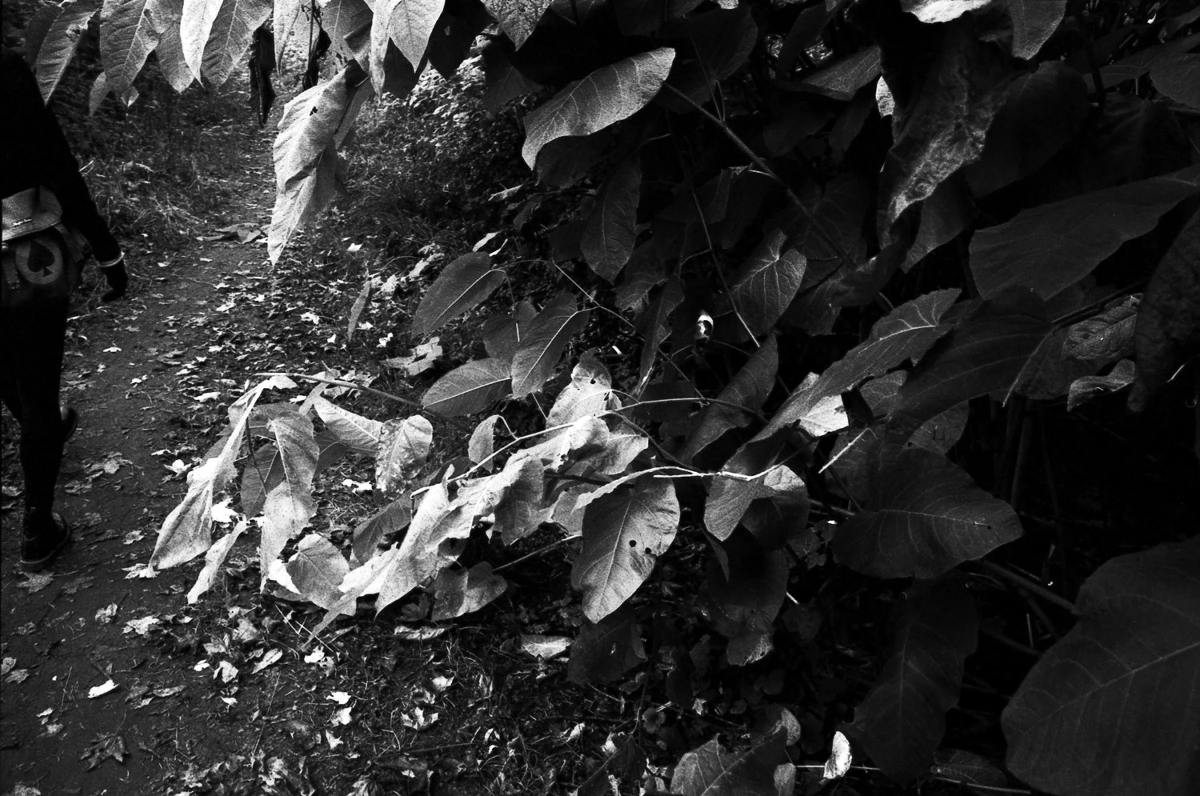 A black-and-white photograph of a narrow dirt path bordered by dense vegetation. Large overlapping leaves and branches dominate the right side and extend across the foreground, while part of a person dressed in dark clothing is visible at the far left edge, walking along the path. Fallen leaves and small plants cover the ground.