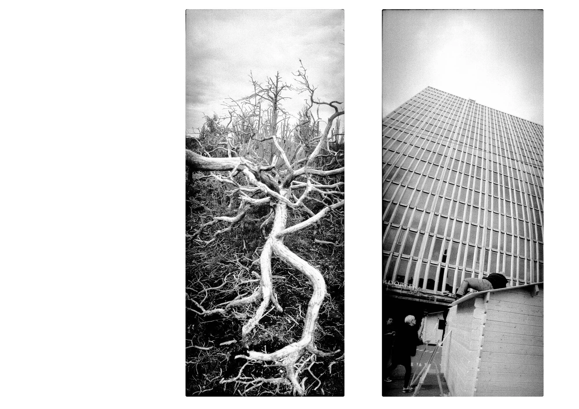 Two vertical black-and-white photographs arranged side by side. On the left, a dense tangle of bare, twisted tree trunks and branches fills the frame, with a pale fallen trunk winding through the foreground beneath a cloudy sky. On the right, a tall modern building with a regular grid of narrow windows is photographed from below, its façade rising towards a pale sky. At its base stands a small building, with a person lying on its roof and another person standing beside it.